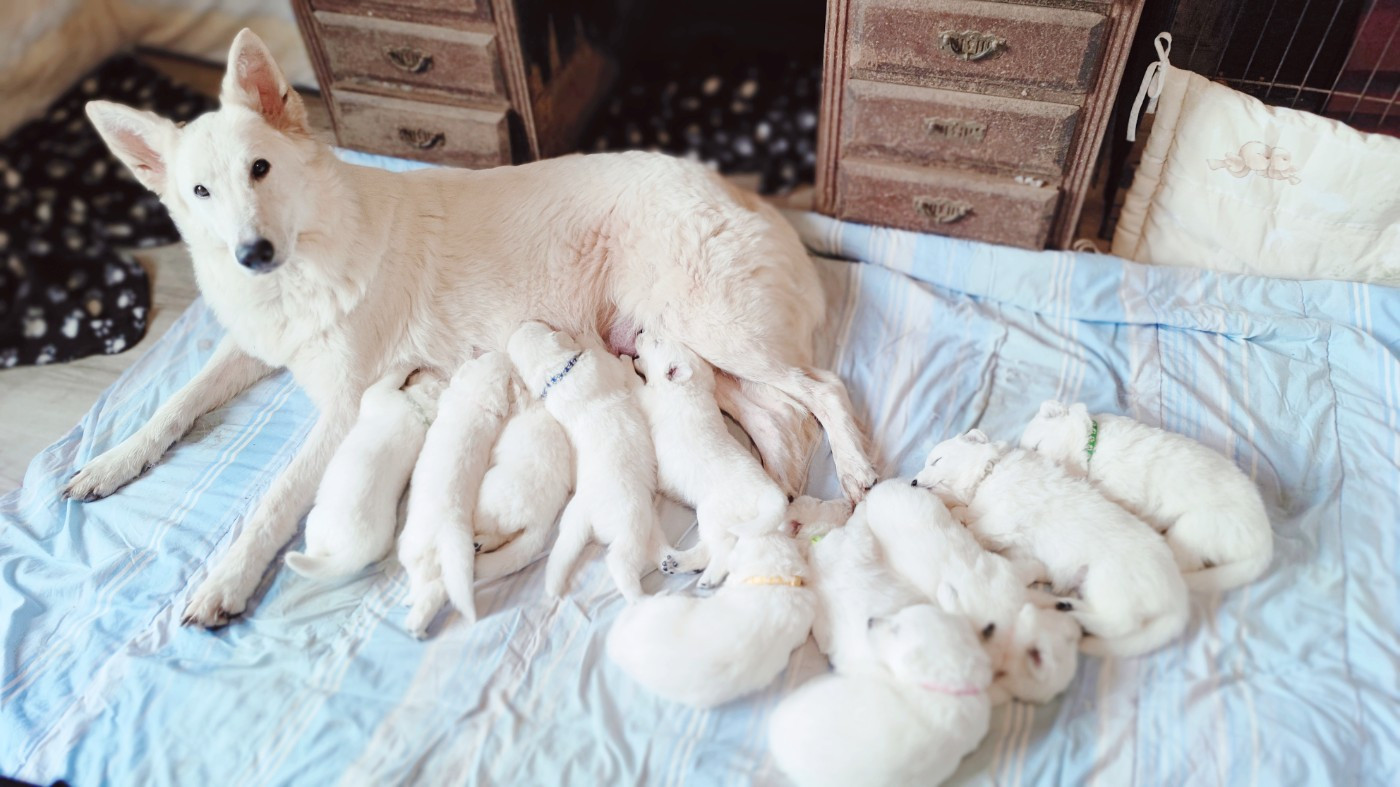 Portée Shania × Apache Legend 2025