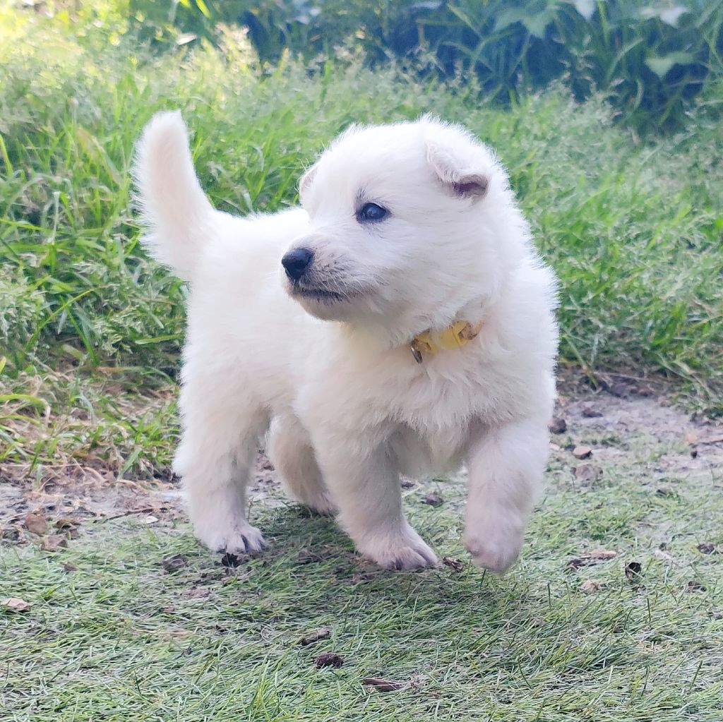 De La Légende De Calypsone - Chiots disponibles - Berger Blanc Suisse