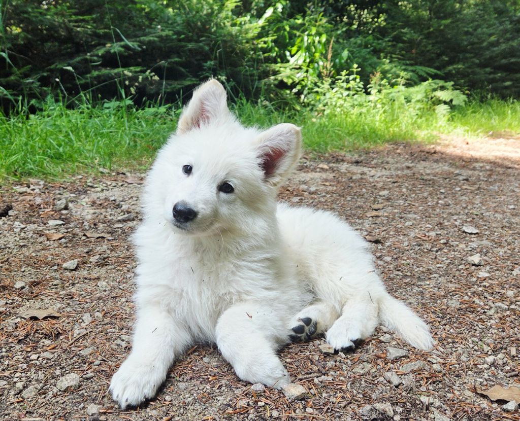 De La Légende De Calypsone - Chiots disponibles - Berger Blanc Suisse