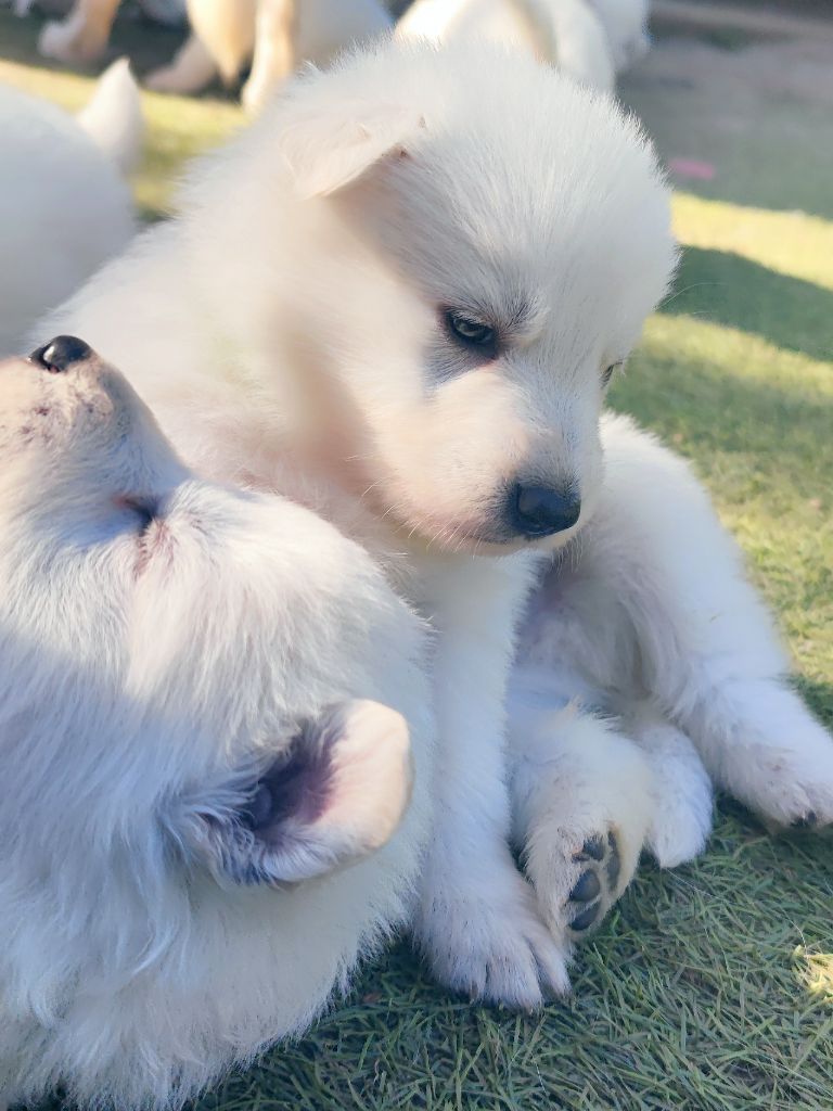 Chiot Berger Blanc Suisse De La Légende De Calypsone