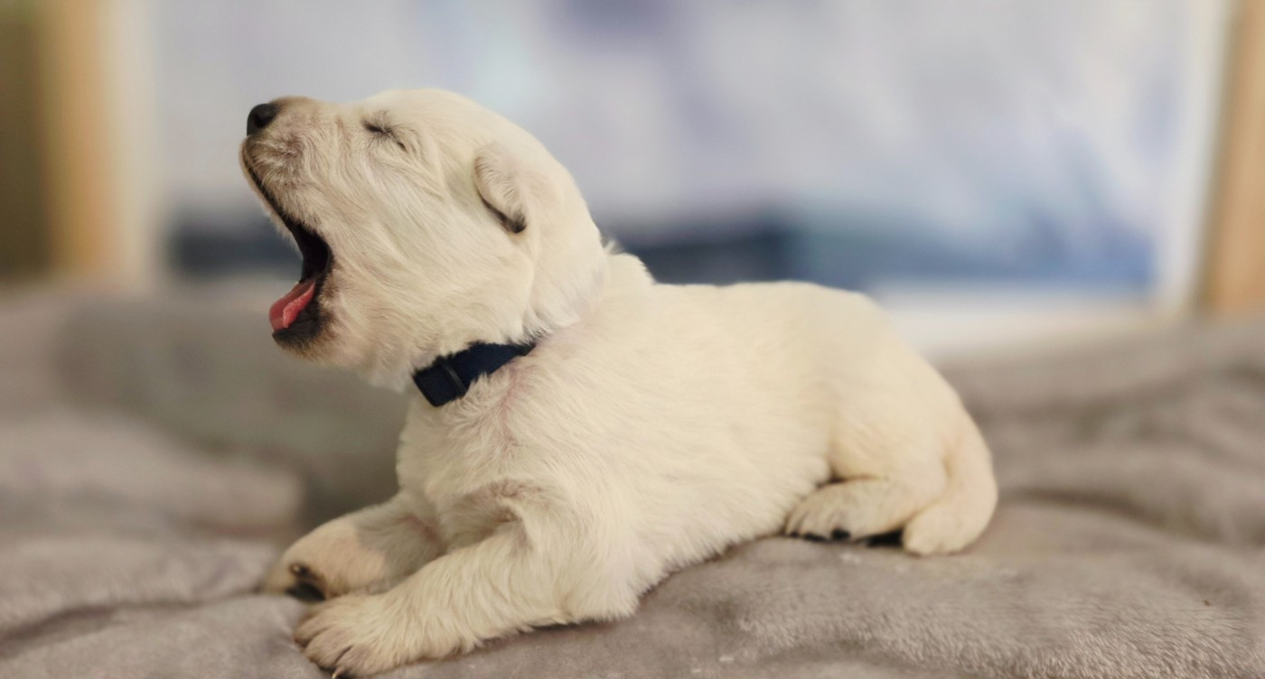 De La Légende De Calypsone - Chiots disponibles - Berger Blanc Suisse