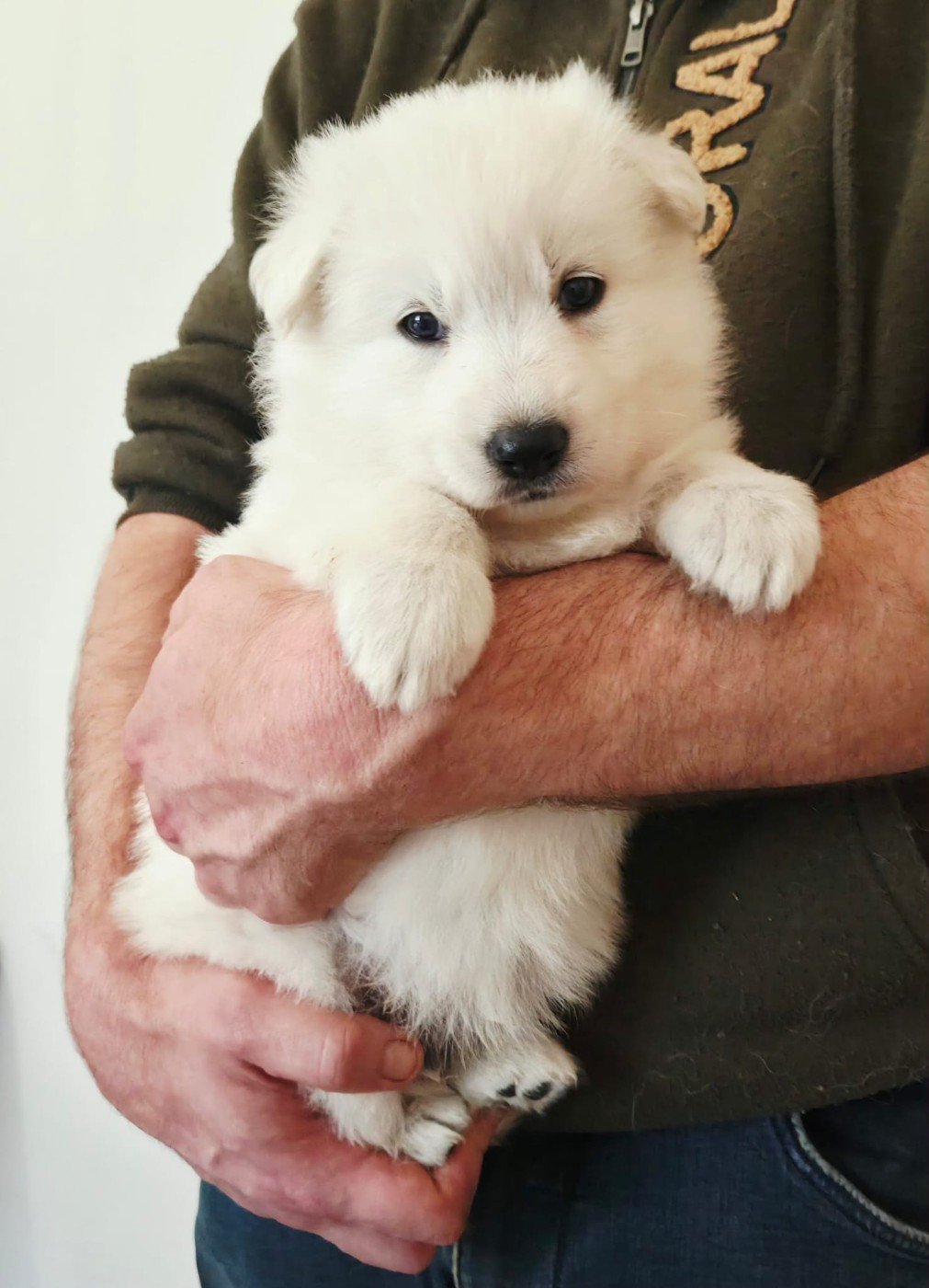 De La Légende De Calypsone - Chiots disponibles - Berger Blanc Suisse