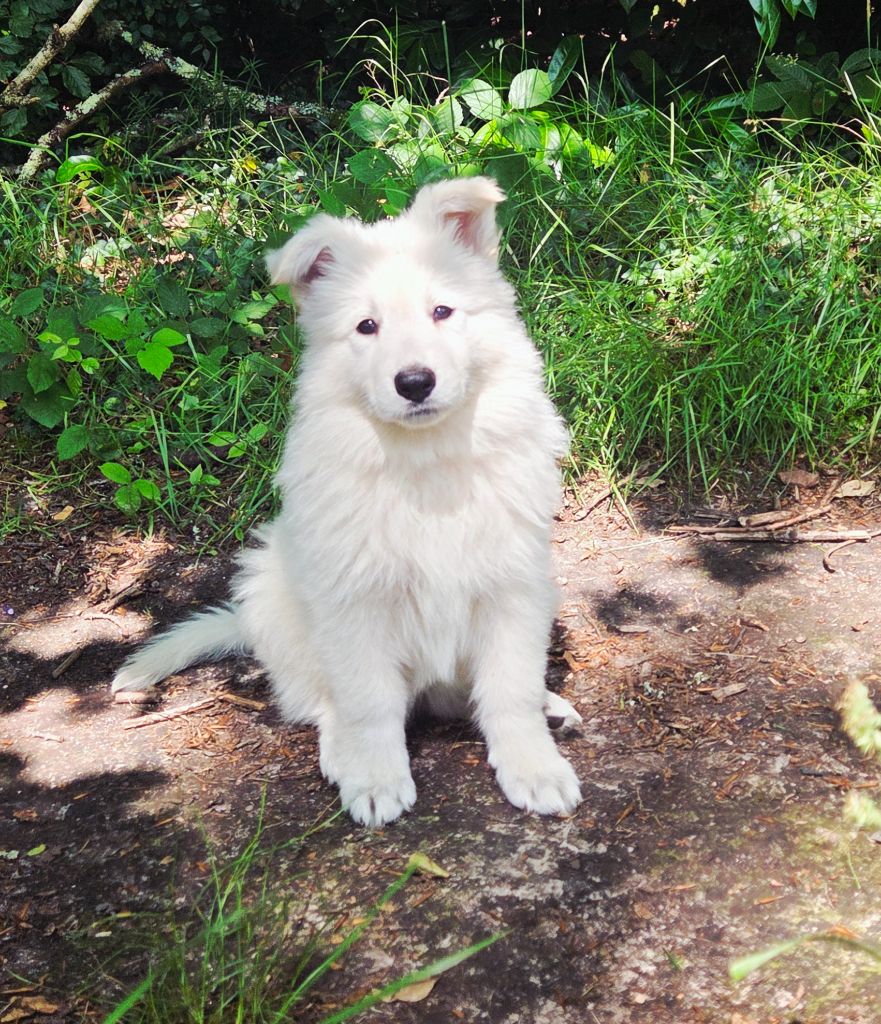 De La Légende De Calypsone - Chiots disponibles - Berger Blanc Suisse