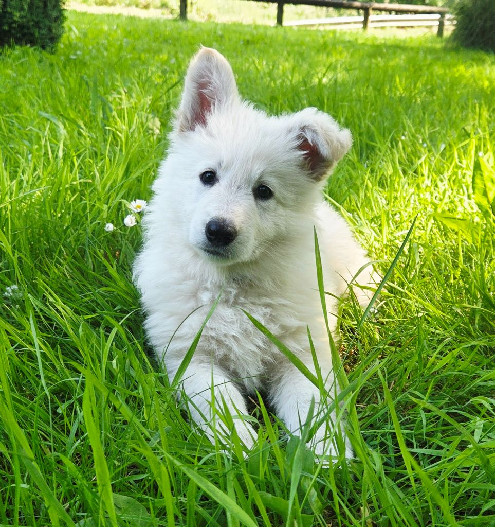 De La Légende De Calypsone - Chiots disponibles - Berger Blanc Suisse
