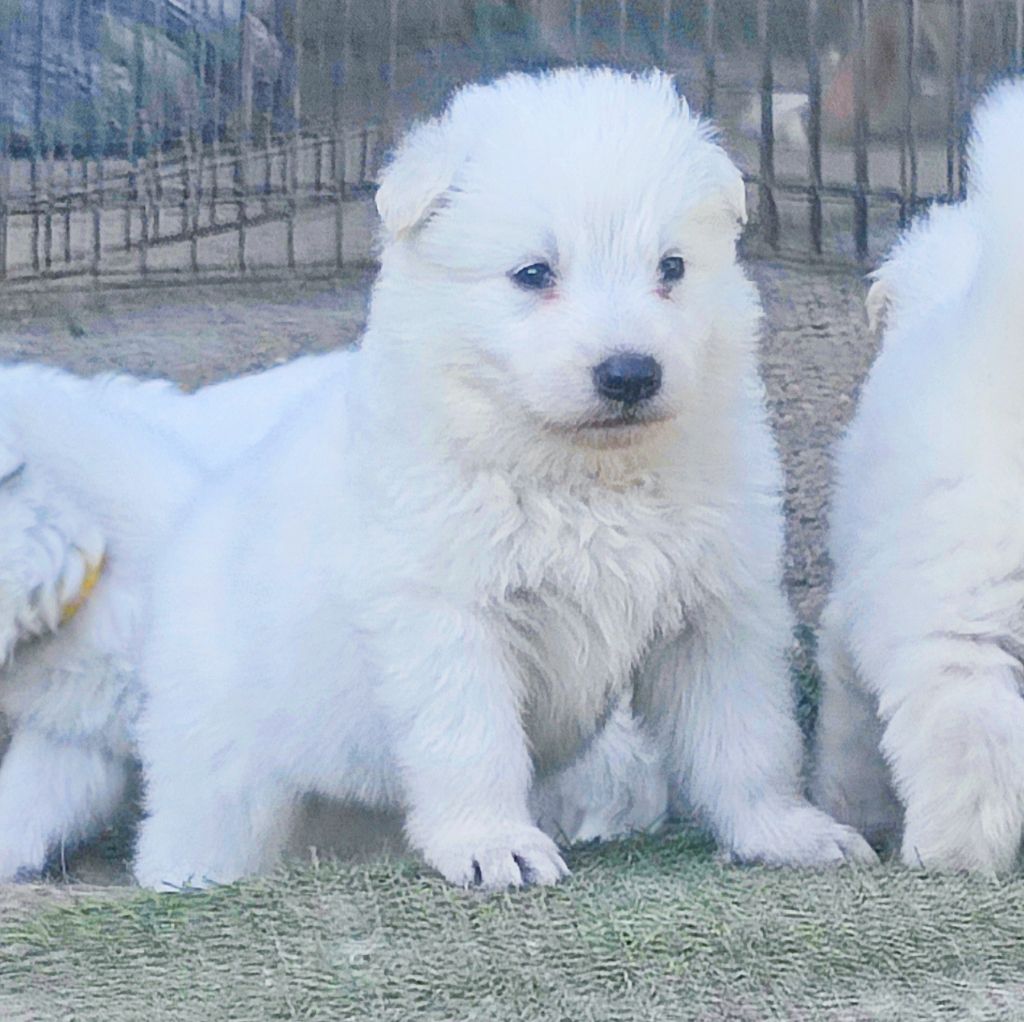 De La Légende De Calypsone - Chiots disponibles - Berger Blanc Suisse