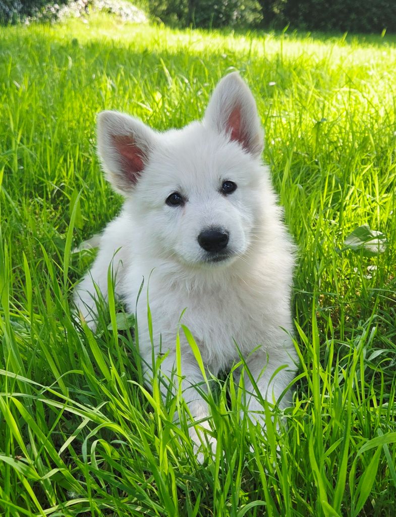 De La Légende De Calypsone - Chiots disponibles - Berger Blanc Suisse