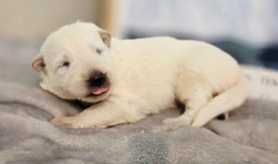 CHIOT 4