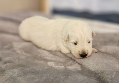 CHIOT 1