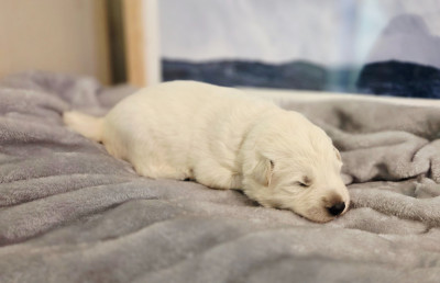 CHIOT 2