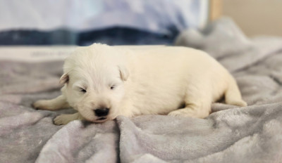 CHIOT 3