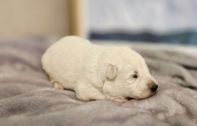 CHIOT 6