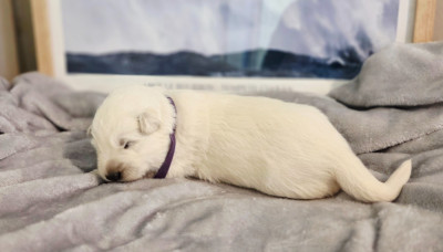 CHIOT 8