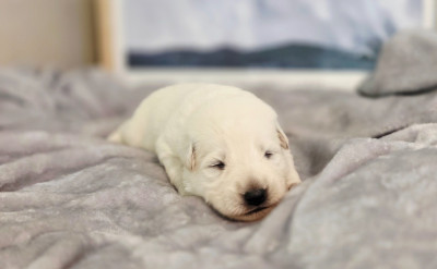 CHIOT 7