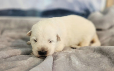 CHIOT 9