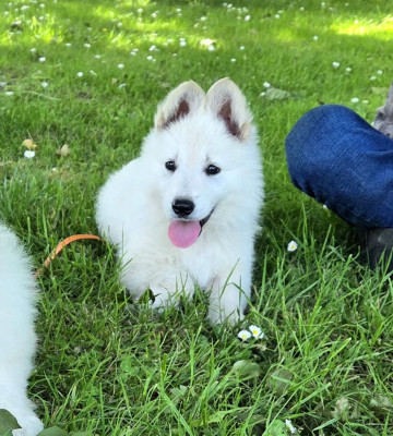 Bowie