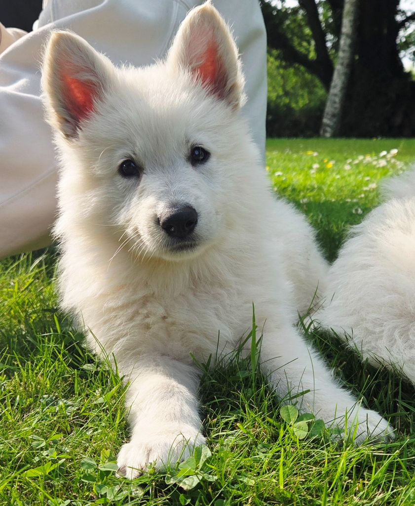 De La Légende De Calypsone - Chiots disponibles - Berger Blanc Suisse