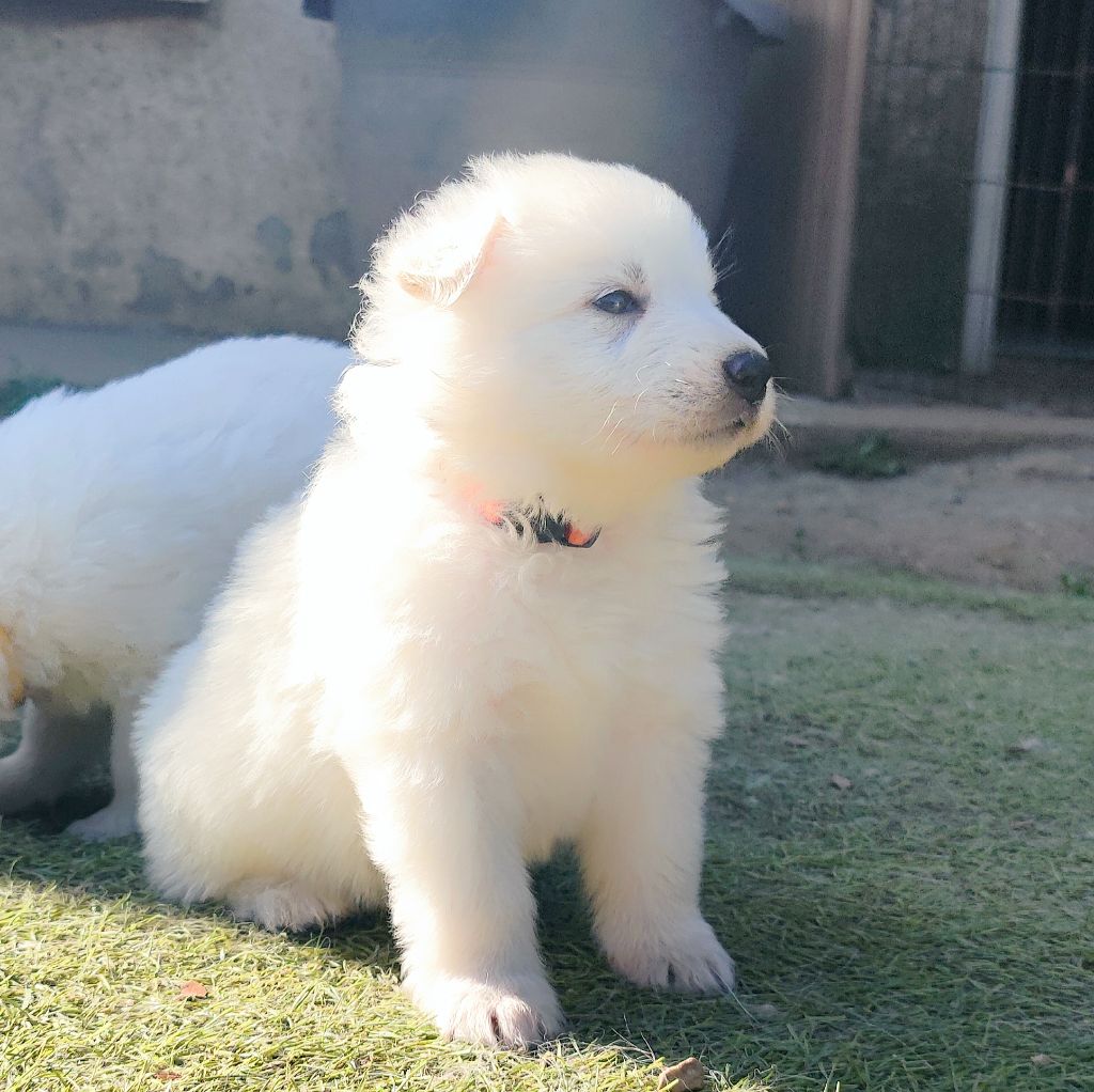 De La Légende De Calypsone - Chiots disponibles - Berger Blanc Suisse
