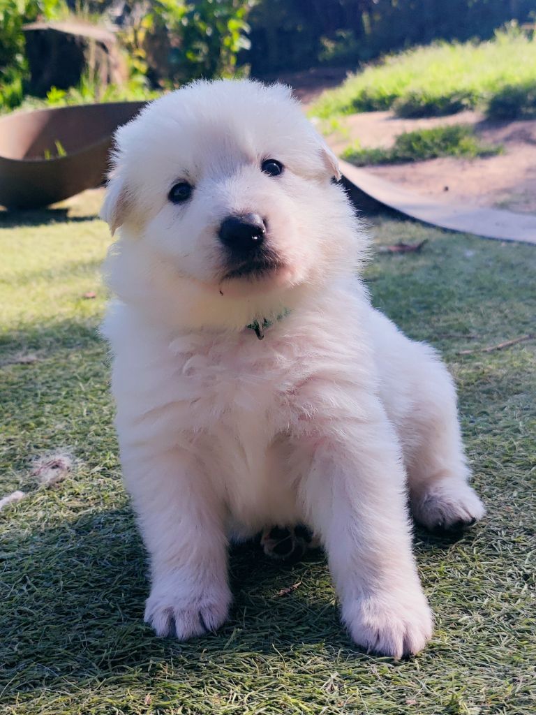 De La Légende De Calypsone - Chiots disponibles - Berger Blanc Suisse