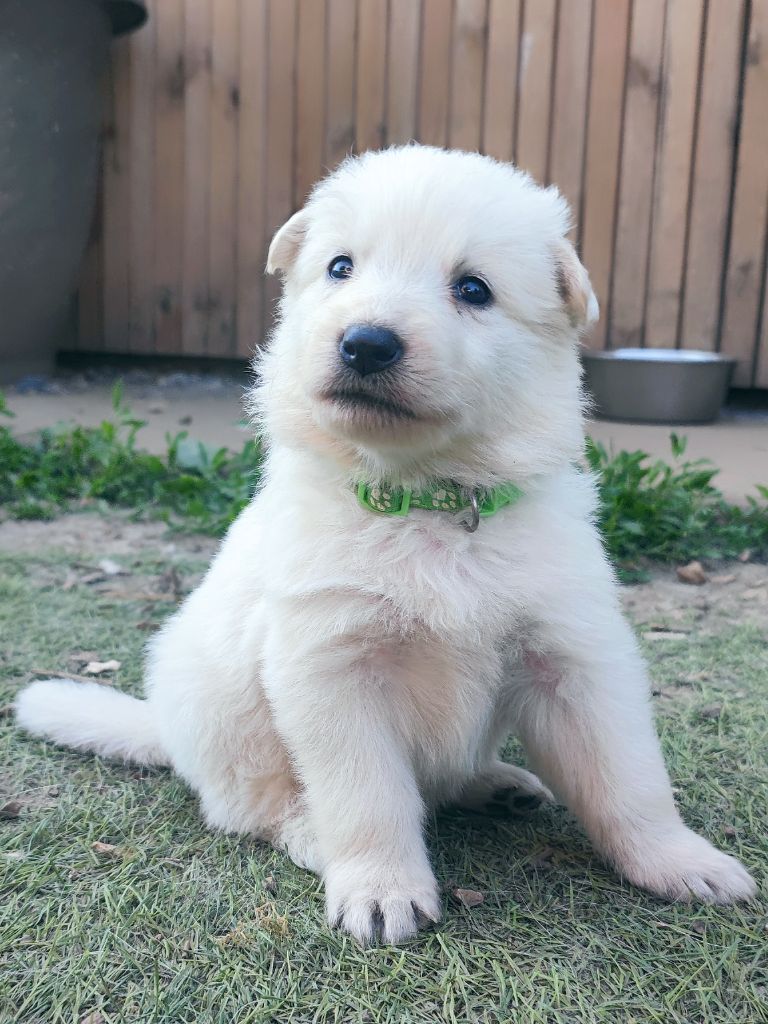 De La Légende De Calypsone - Chiots disponibles - Berger Blanc Suisse